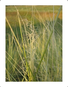 Изображение выглядит как на открытом воздухе, растение, трава, Тростник

Автоматически созданное описание